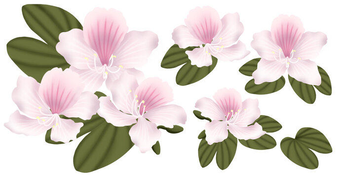 Botanical illustration of Orchid Tree (Bauhinia variegata Linn.), the provincial flower of Nan Province, Thailand.