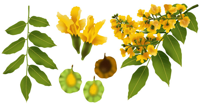 Botanical illustration of Malay Padauk or Papua New Guinea Rosewood (Pterocarpus indicus Willd.), the provincial flower of Uttaradit Province, Thailand.