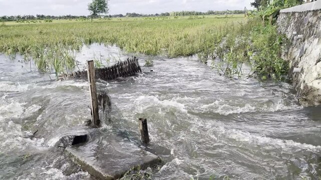 ushing water flowing through a rural irrigation canal in a rice field