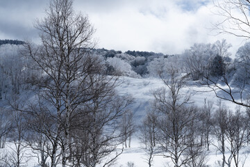 Fototapeta premium 田ノ原湿原の雪景色