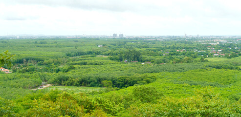 Obraz premium High angle panoramic view of a lush green tropical forest and rubber tree plantation with a distant city skyline under an overcast sky. Rural landscape meeting urban development in Southeast Asia.