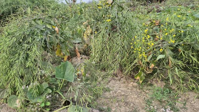 Professional RAW eye level close-up shot of heavy mustard pods causing plants to bend in Bangladesh, 4K UHD 30fps.