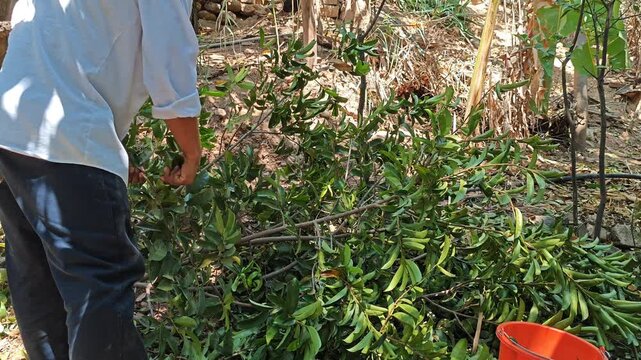 Cutting soursop leaves in a farm with poultry in background
