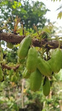Fresh Averrhoa bilimbi fruits growing on tree branch in tropical garden
