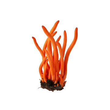 Cordyceps mushroom against a white backdrop
