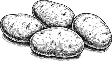 Vintage engraved potatoes illustration with detailed hand drawn sketch style isolated on white background for organic food packaging agriculture and retro design projects © jafrine