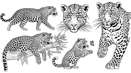 Illustrated leopards in various poses: walking, lounging on a branch, and a cub playing with a butterfly. Central head sketch. Detailed and dynamic. © SHAMIM