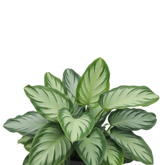 Fototapeta premium Large Green Plant with Variegated Leaves isolated on a transparent background