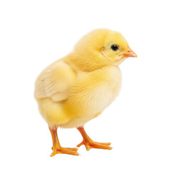 Fototapeta premium A small yellow chick standing on a white background, looking to the right.