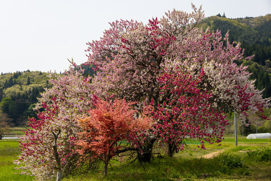 Plum tree with red and white blossoms in spring, Shiwa Town, Iwate, Japan