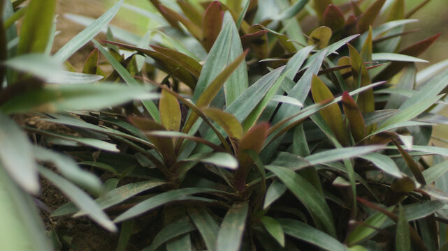Close up of green and purple tradescantia spathacea leaves in the garden