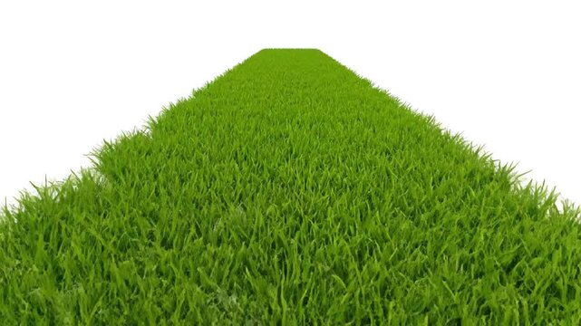 Green grass isolated on white background, natural texture