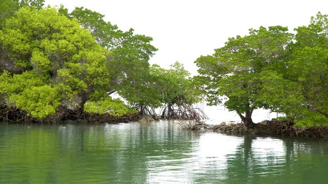 Lush Mangrove Forest Along a Serene Tropical Lagoon in Palau