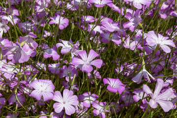 アグロステンマ