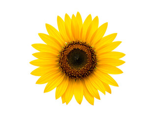 Obraz premium Vibrant sunflower in full bloom against a clean white background.