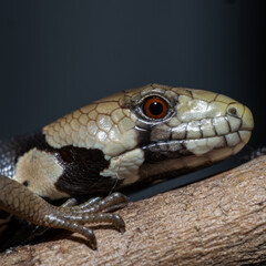 Fototapeta premium Baby Blue Tongue Lizard perched on branch with detailed scales Australian reptile wildlife close up