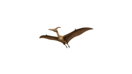 Pterodactyl Pterosaur Gliding Isolated on White Background © Andri