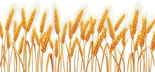 Vector illustration of a golden wheat field border with ripe ears of grain and stalks for autumn harvest agriculture and organic food bakery background. © MdGohurul