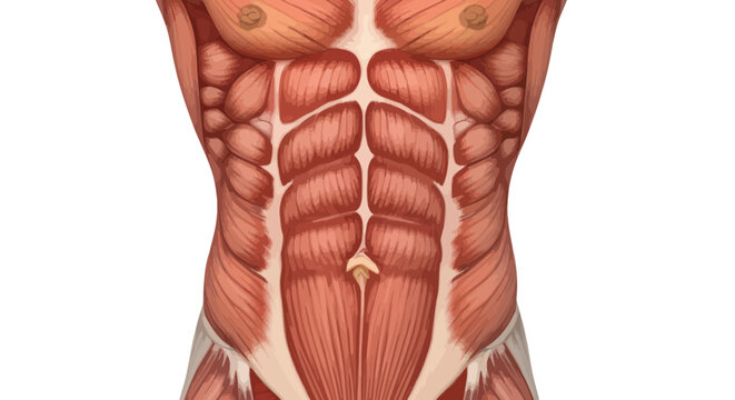 Anatomical illustration of human abdominal muscles, detailed view of abs