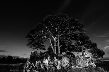 Sunlit tree on McCarthy Mor castle ruins at Lough Leane on the Ring of Kerry at Killarney Ireland - black and white © htrnr
