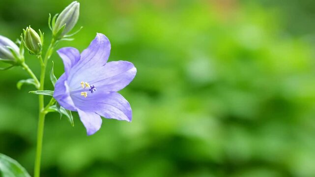 Close-up of a delicate purple bellflower blossom with lush green foliage in the background, embodying the serene beauty of a vibrant spring garden