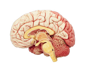 Human brain anatomy or Human brain anatomical model, detailed structure transparent background