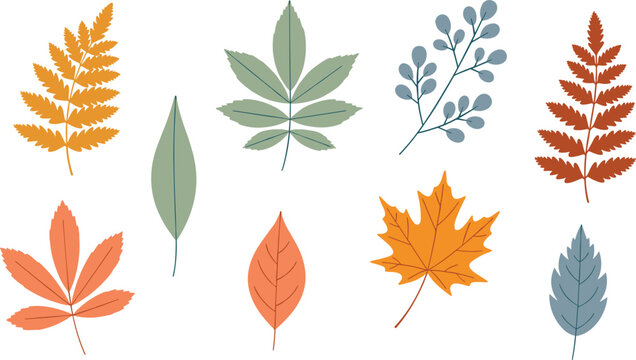 Autumn leaf vector set with colorful fall foliage including maple oak and rowan leaves for seasonal nature decoration and Thanksgiving design