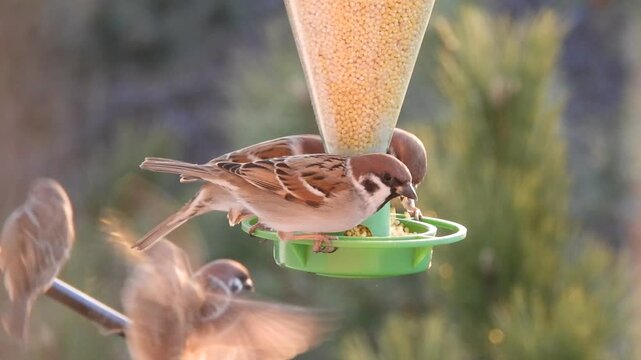 Wild birds - field sparrows fly up and start pecking at millet from a green feeder on a cold sunny winter morning