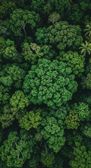 Aerial View of Lush Green Forest Canopy.