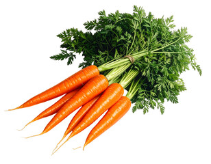 Freshly harvested carrots with vibrant green tops ready for cooking and eating.