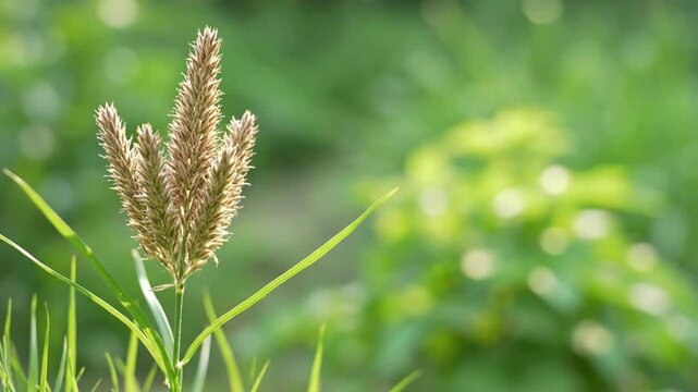 Delicate feathery wild plant in soft morning light, intricate texture against blurred green background, capturing natural resilience and serene outdoor beauty