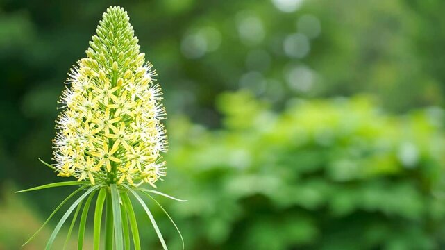 Close-up of a vibrant, tall yellow-green foxtail lily flower standing majestically in a lush garden, showcasing its intricate bloom against a soft, blurred natural background