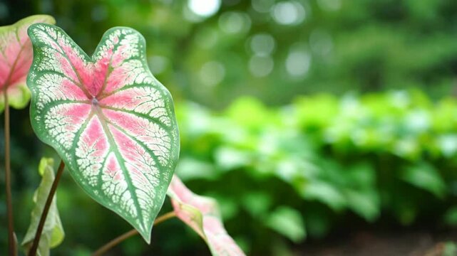 Stunning ornamental tropical plant leaf displaying beautiful pink, white, and green patterns with a soft, blurred natural background