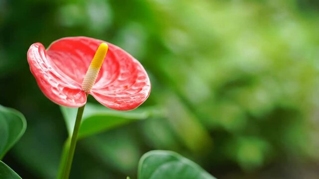 Captivating red anthurium flower with a striking yellow spadix, beautifully illuminated against a softly blurred emerald green garden, evoking a sense of exotic tranquility and natural elegance