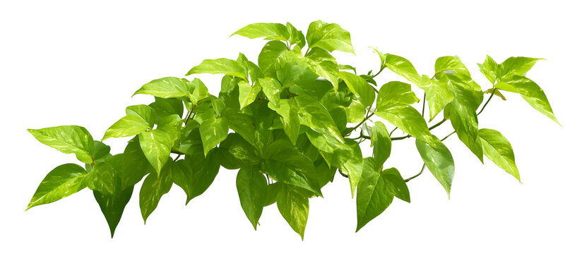 Overhead view of pothos plant with bright green variegated leaves and sprawling vines on transparent checkered background isolated