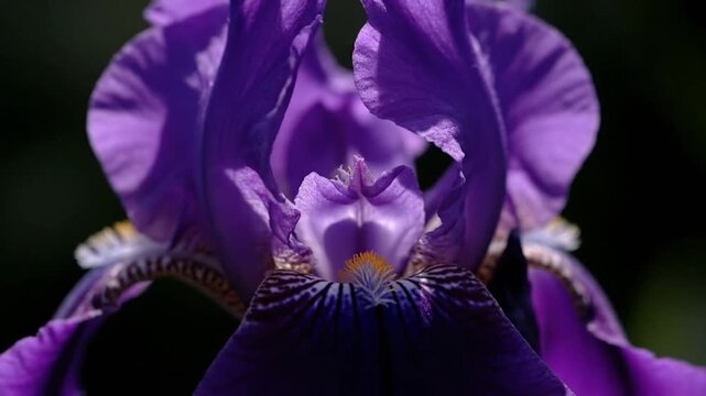 Close-up of a vibrant purple iris flower in full bloom, showcasing its intricate petals and delicate details against a dark background.