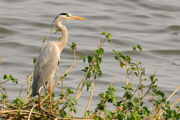 Obraz premium Birds of India clicked on February
