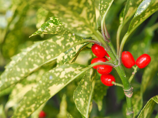赤い実をつけたアオキ