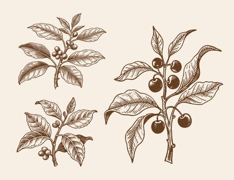 coffee tree and coffee fruit illustration template design