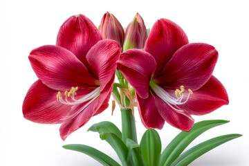 Red Amaryllis flowers blooming with green leaves