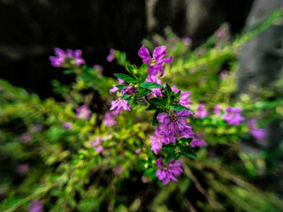 Obraz premium violet flowers in the garden