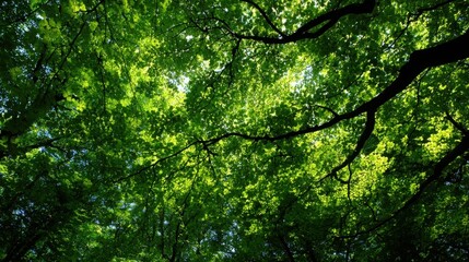 Obraz premium Looking Up Through a Dense Overhead Canopy of Vibrant Green Leaves and Branches Bathed in Sunlight