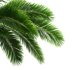 Lush cycas palm leaves cluster on transparent background providing dense green foliage for tropical landscape design and exotic garden visualization with realistic shadow and texture details