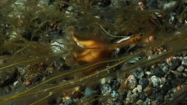 Sea Anemone (Actiniaria) in Cold Northern Marine Habitat