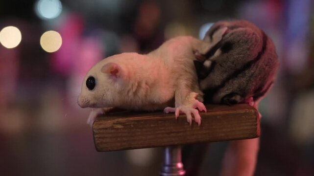 Cute sugar gliders on wooden perch with soft bokeh night background