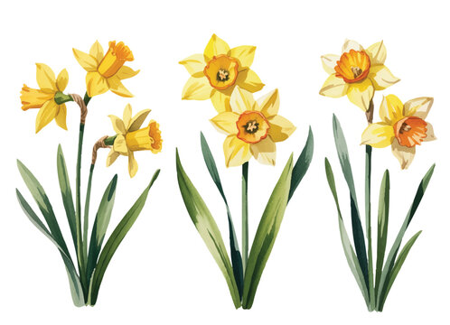 Romantic yellow narcissus floral study with layered petals and organic green leaves.
