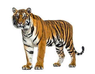 Obraz premium Majestic tiger stands tall showcasing its striking orange and black stripes.