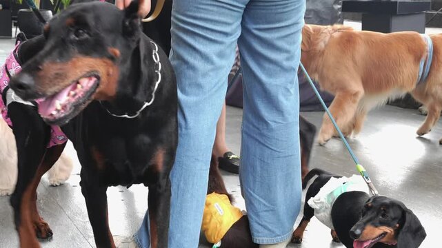Doberman on Leash at Pet Gathering &ndash; Urban Dog Lifestyle Video