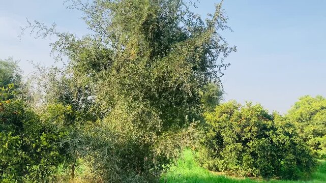 A serene video showcasing a lush green forest under a clear blue sky