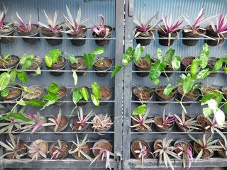 Vertical Garden with Potted Tradescantia Spathacea and Philodendron Burle Marx Plants on a Metal Wall Rack © OdanK